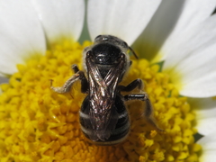 Lasioglossum discus