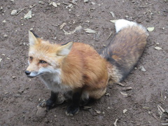 Vulpes vulpes japonica