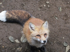 Vulpes vulpes japonica