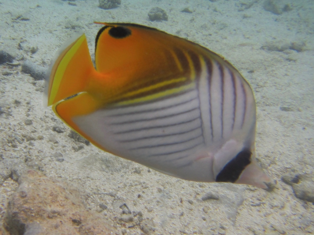 Threadfin butterflyfish