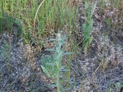 Chenopodium leptophyllum
