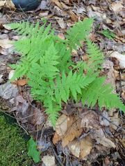 Phegopteris connectilis