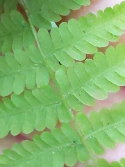 Phegopteris connectilis