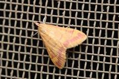 Pyrausta pseudonythesalis