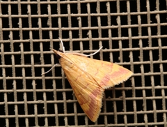 Pyrausta pseudonythesalis