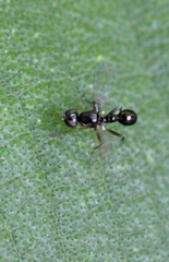 Dicranosepsis