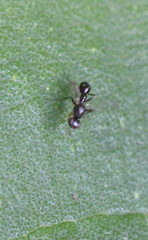 Dicranosepsis