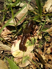 Parastacus pugnax