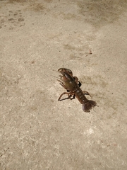 Parastacus pugnax