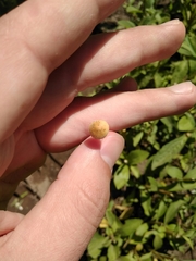 Galerina