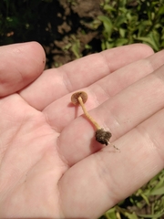 Galerina