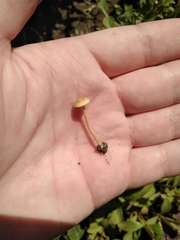 Galerina