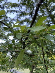 Malus dasyphylla