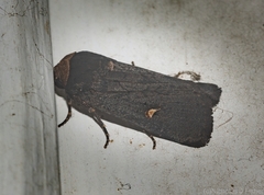 Proteuxoa testaceicollis