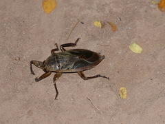 Hydrocyrius columbiae