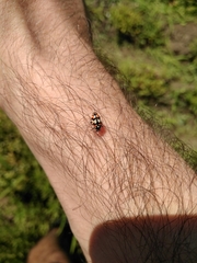 Eriopis chilensis