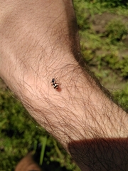 Eriopis chilensis