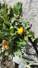 Calceolaria filicaulis luxurians
