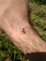 Eriopis chilensis
