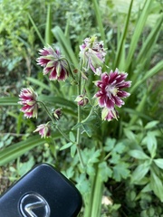 Aquilegia vulgaris vulgaris