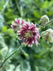 Aquilegia vulgaris vulgaris