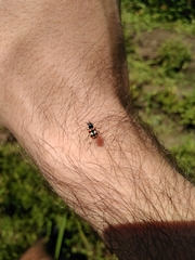 Eriopis chilensis