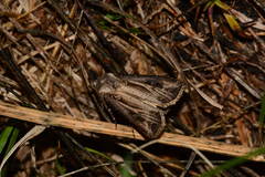 Agrotis trifurca