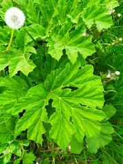 Heracleum sosnowskyi