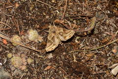 Euchalcia modestoides