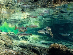 Oncorhynchus masou formosanus