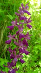 Orchis × penzigiana