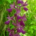 Orchis Mascula × Orchis Provincialis - Photo (c) elaphus9, some rights reserved (CC BY-NC), uploaded by elaphus9