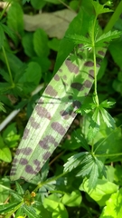 Orchis × penzigiana