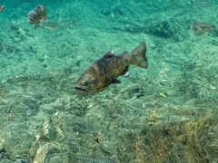 Oncorhynchus masou formosanus