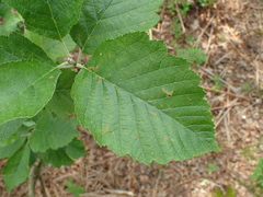Karpatiosorbus latifolia