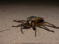 Hydrocyrius columbiae