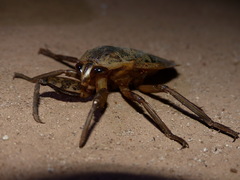 Hydrocyrius columbiae