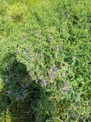 Vicia villosa