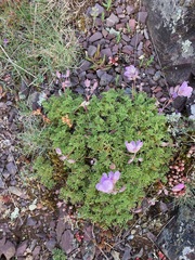 Erodium paularense