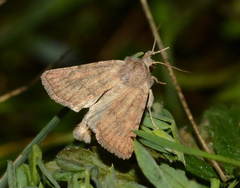 Photedes fluxa