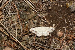 Scopula decorata