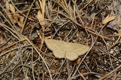 Scopula virgulata