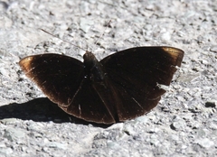 Rohana