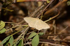 Scopula virgulata