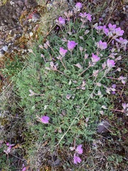 Erodium paularense