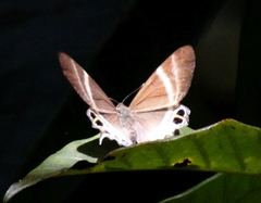 Abisara