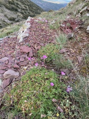 Erodium paularense