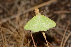 Thetidia smaragdaria