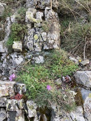 Erodium paularense