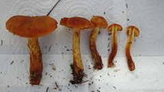 Aureonarius limonius